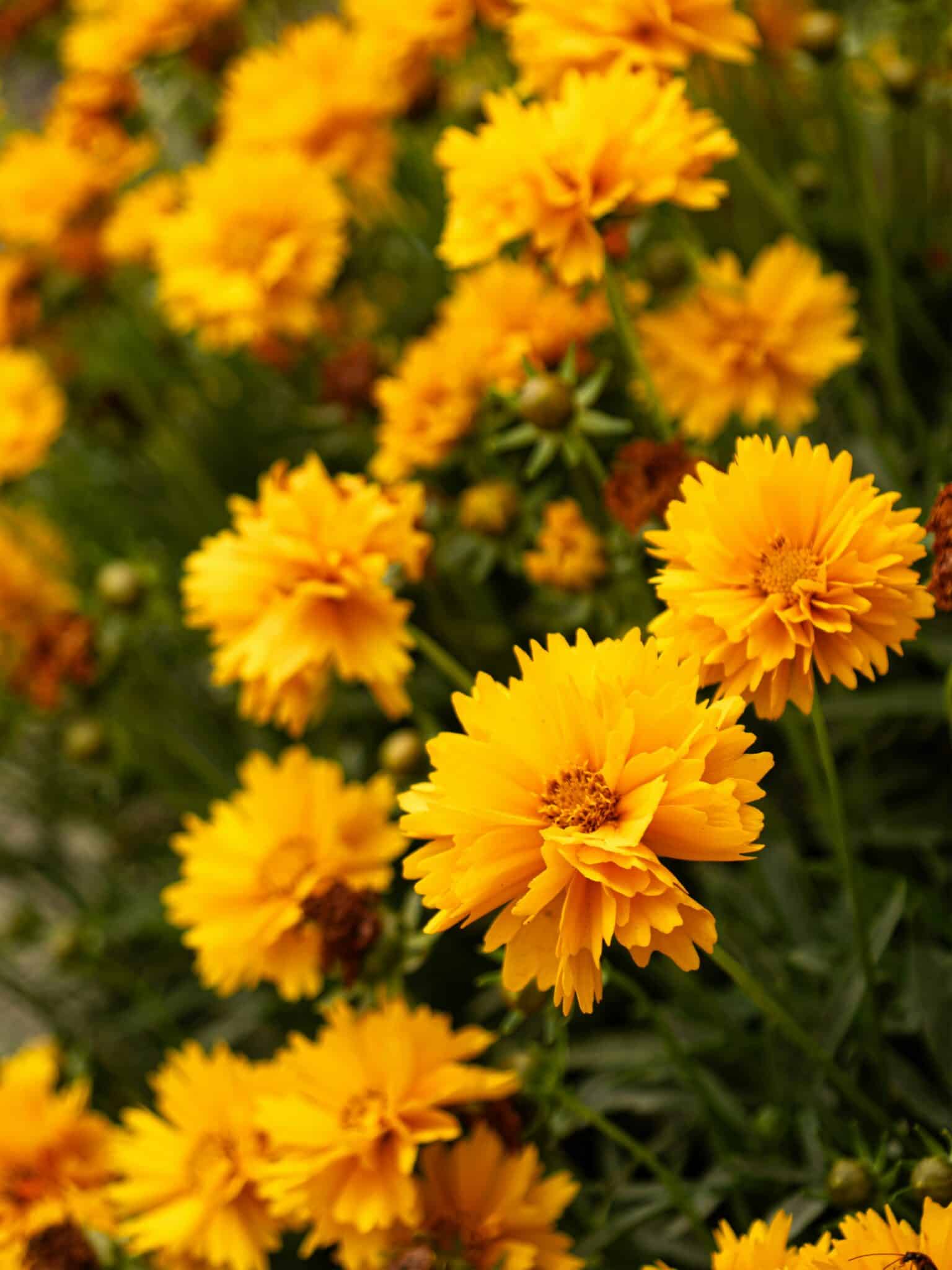 keltaisia kukkia